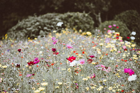 assorted-color petaled flowers taken during daytime thumbnail