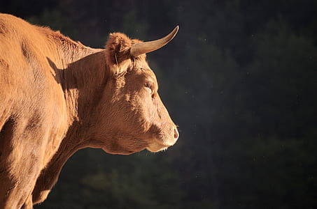 shallow focus photography of brown animal thumbnail