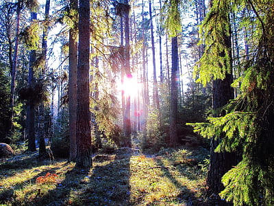forest photography during daytime thumbnail