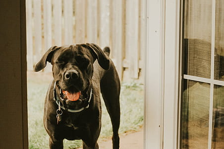 Black Dog Panting In Doorway Photo thumbnail