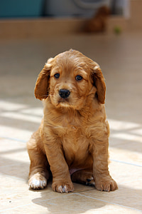 light golden retriever puppy sits on floor inside the room thumbnail