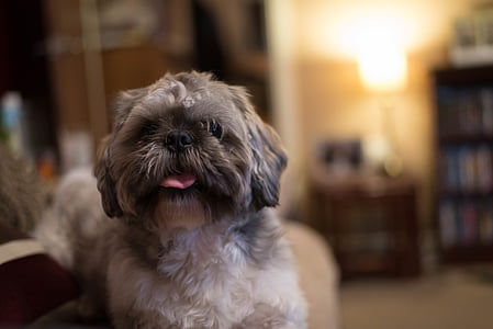 adult white and brown shih tzu close-up photo thumbnail