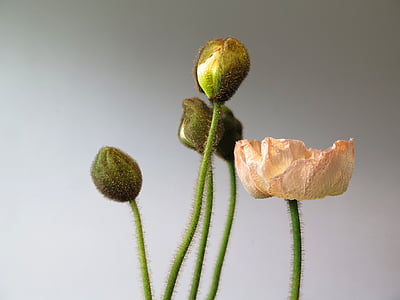 close-up photography of green flower buds and pink petaled flower thumbnail
