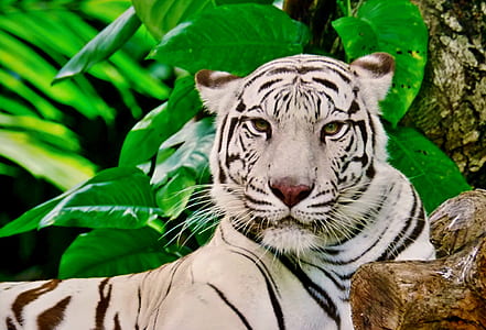 white and black tiger lying beside tree thumbnail