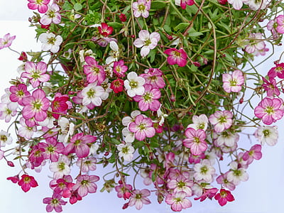 purple petaled flowers on white wall thumbnail