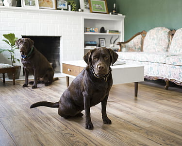 two short-coated black dog sitting on floor near white fabric sofa thumbnail