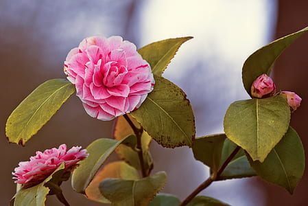 pink camellia flowers in bloom thumbnail