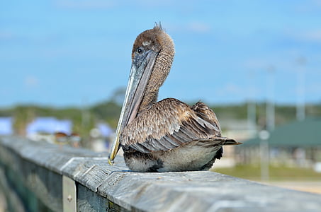 brown Pelican thumbnail