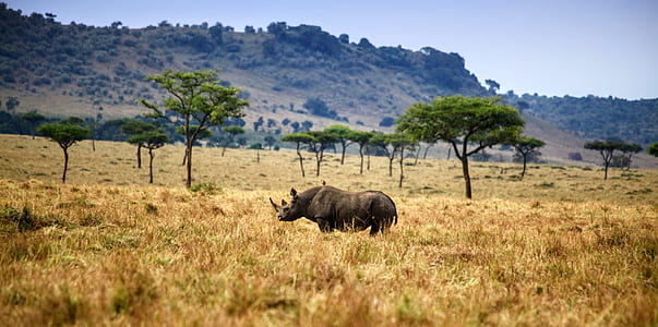 black rhinoceros on brown field thumbnail