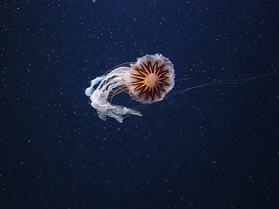 Kompassqualle - KompassqualleJellyfish thumbnail