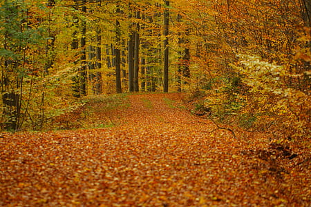 green and orange leaf trees at daytime thumbnail