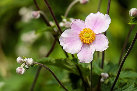 selective focus photograph of pink 5-petaled flower thumbnail