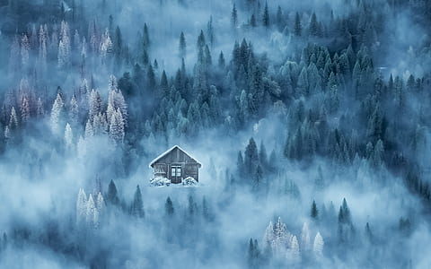 house surrounded by pine trees and fogs thumbnail