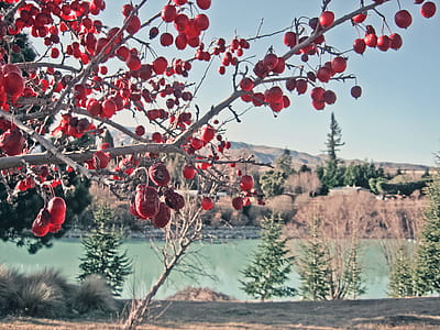 Cherry Blossom Tree thumbnail
