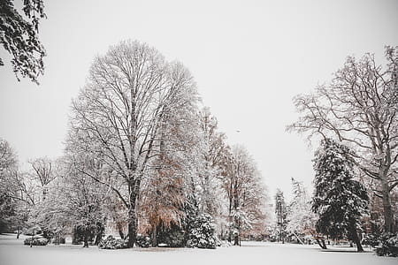 Photo of Trees Covered of Snow thumbnail