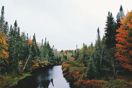 autumn, fall, forest, river thumbnail