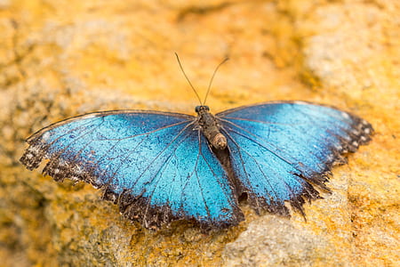 selective focus photography of morpho butterfly on stone thumbnail