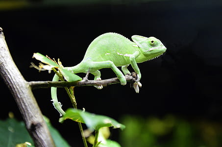 green chameleon thumbnail