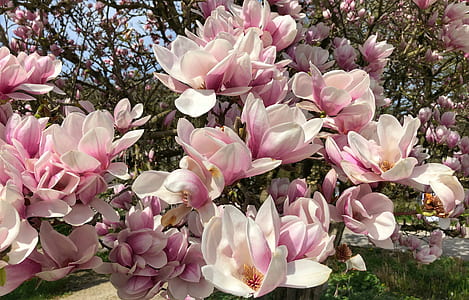 blooming pink flowers thumbnail
