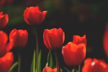 nature, red, field, flowers thumbnail