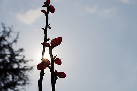 silhouette of plant thumbnail
