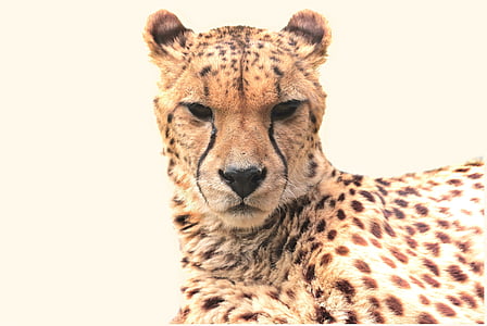 wildlife photography of cheetah thumbnail