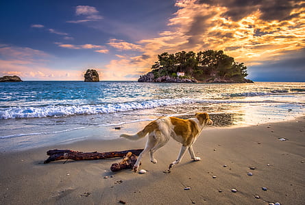 white and tan dog running on seashore thumbnail
