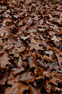 Autumn walk to the forest in foggy weather thumbnail