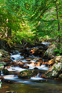 creek near trees during daytime thumbnail