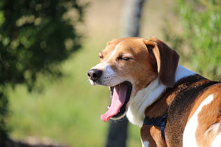 adult tricolor beagle yawning outdoor thumbnail