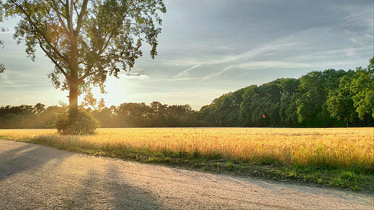 green tall trees sorrounded by green grass under calm sky during daytime thumbnail