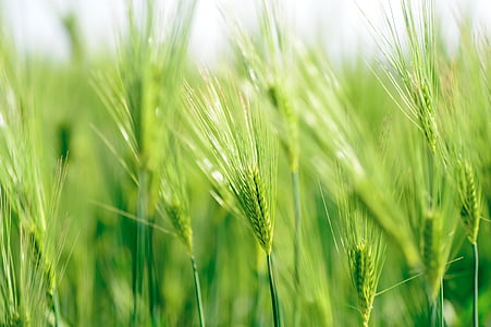 green grass in selective focus shot thumbnail