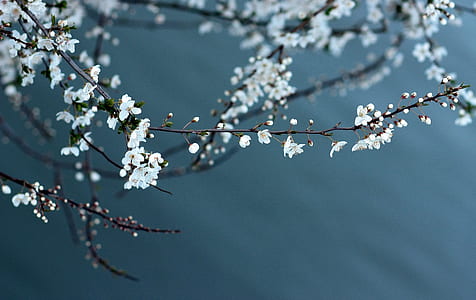 white petaled flowers thumbnail