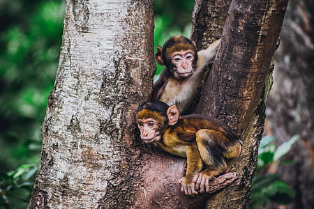 two brown monkeys on tree thumbnail