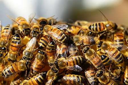 close-up photography of honeybee colony thumbnail
