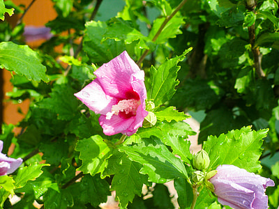 close-up photo of pink hibiscus flowers thumbnail