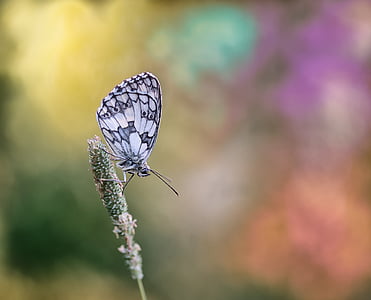 white and gray butterfly perching on green plant in selective focus photography thumbnail
