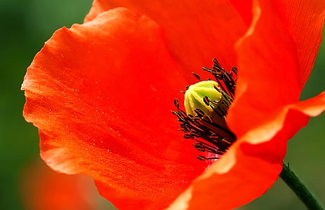 shallow focus photography of red flower thumbnail