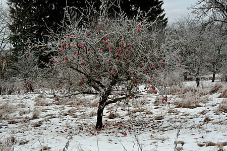 red flower tree in snow covered road thumbnail