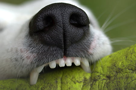 shallow focus photography of white dog thumbnail