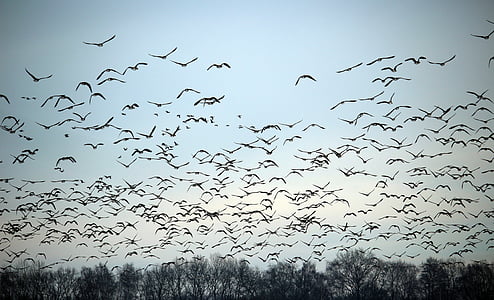 flock of birds flying during daytime thumbnail