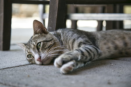 grey cat thumbnail