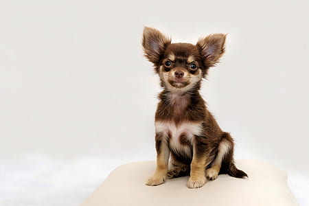 long-coated tan Chihuahua on white throw pillow thumbnail
