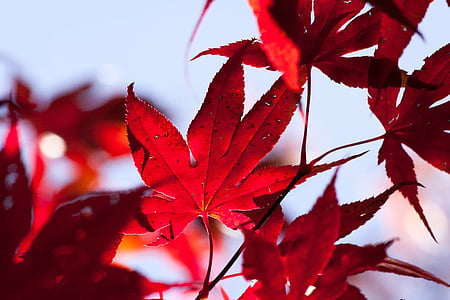 close-up photography of red leaves thumbnail