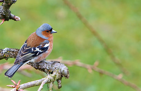 selective focus photograph of bird thumbnail