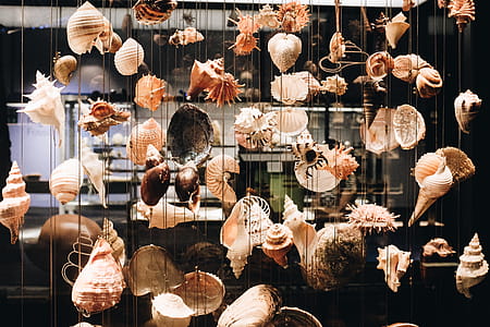 Photo of Seashells Hanging thumbnail