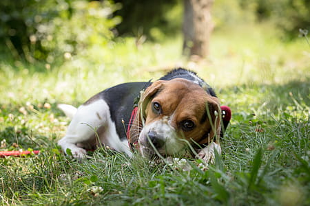 Adult Tri-color Beagle Lying on Grass thumbnail