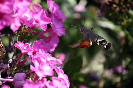 Phlox, Sphinx Hummingbird thumbnail