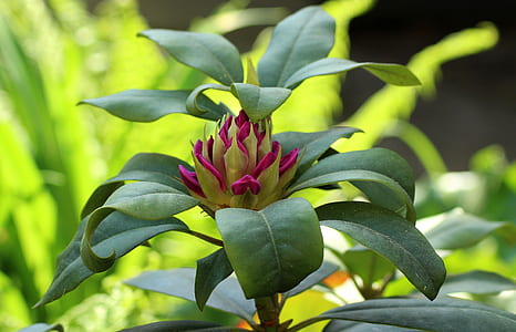 selective focus photography of green leafed plant with flower thumbnail