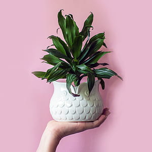person holding white ceramic vase thumbnail